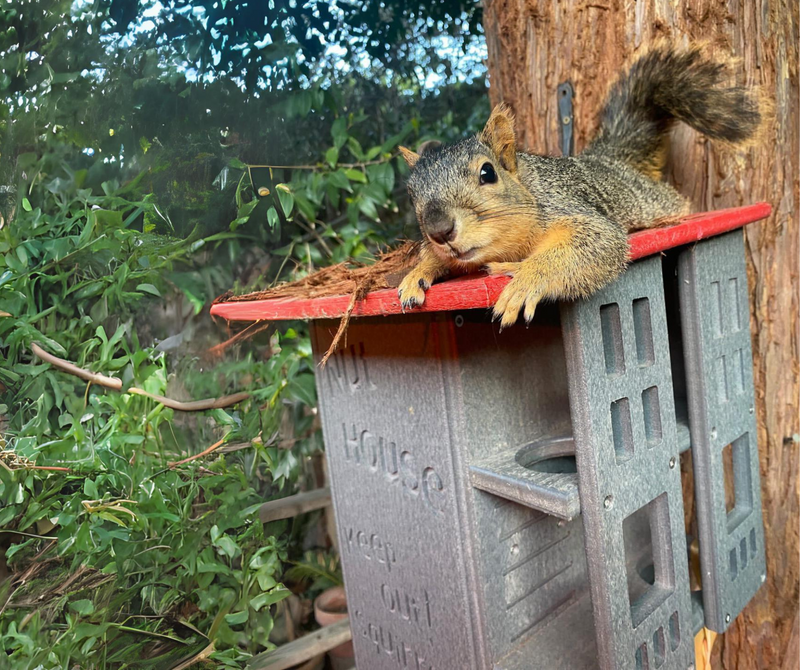 Nut House Squirrel House