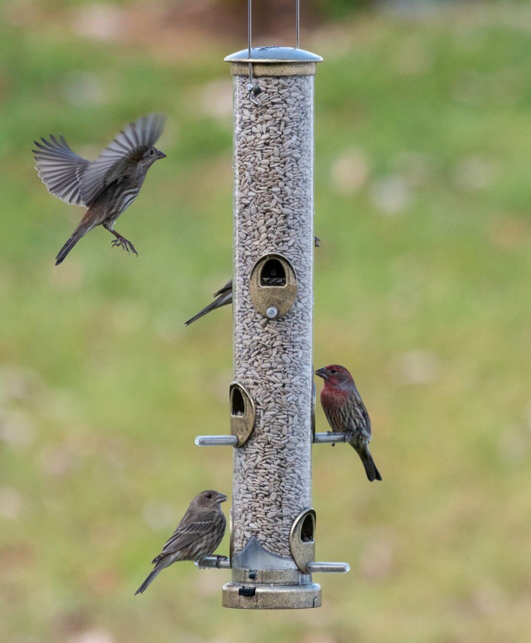 Large Aspects 396 Quick-Clean Seed Tube Feeder in antique brass with birds feeding and perching, featuring a clear polycarbonate tube.