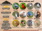 Informational graphic depicting various bird species including blue jays, cardinals, and woodpeckers with vibrant plumage against a wood background showing different birdseed types

