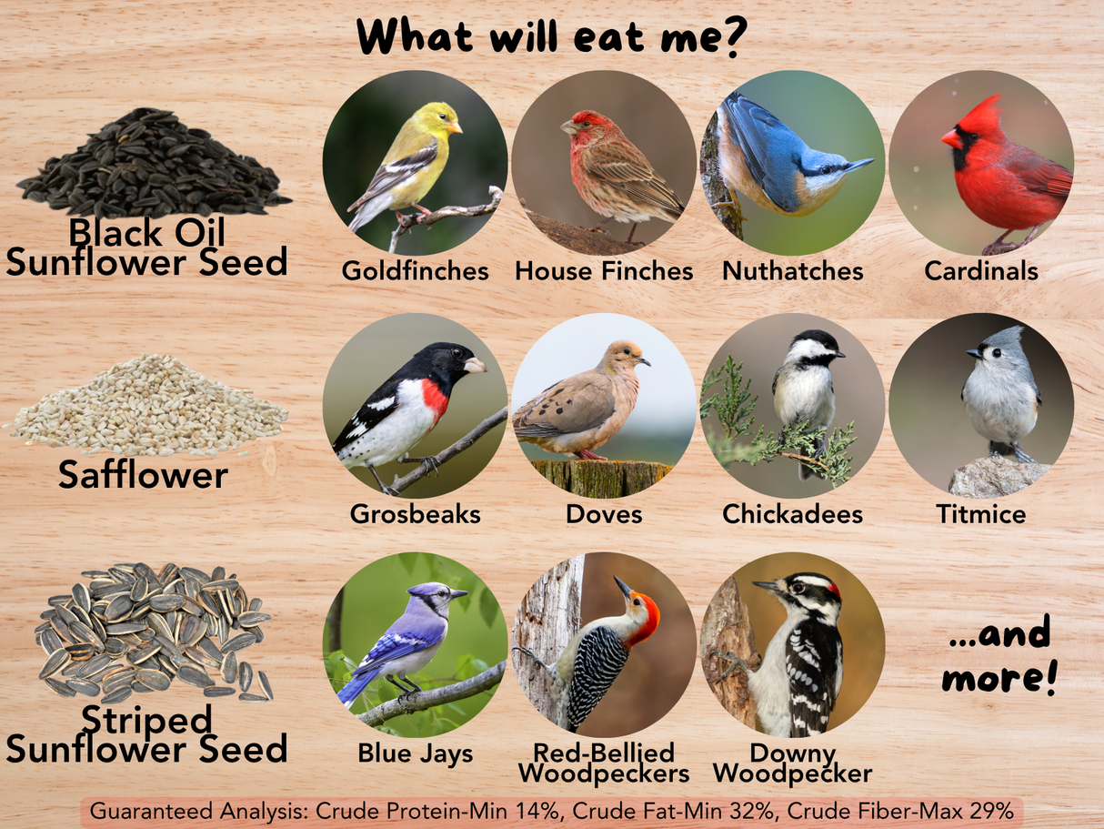 Informative graphic showing various bird species like bright red cardinals, goldfinches, and blue jays, feeding on black oil sunflower seeds, safflower, and striped sunflower seeds on a wood background
