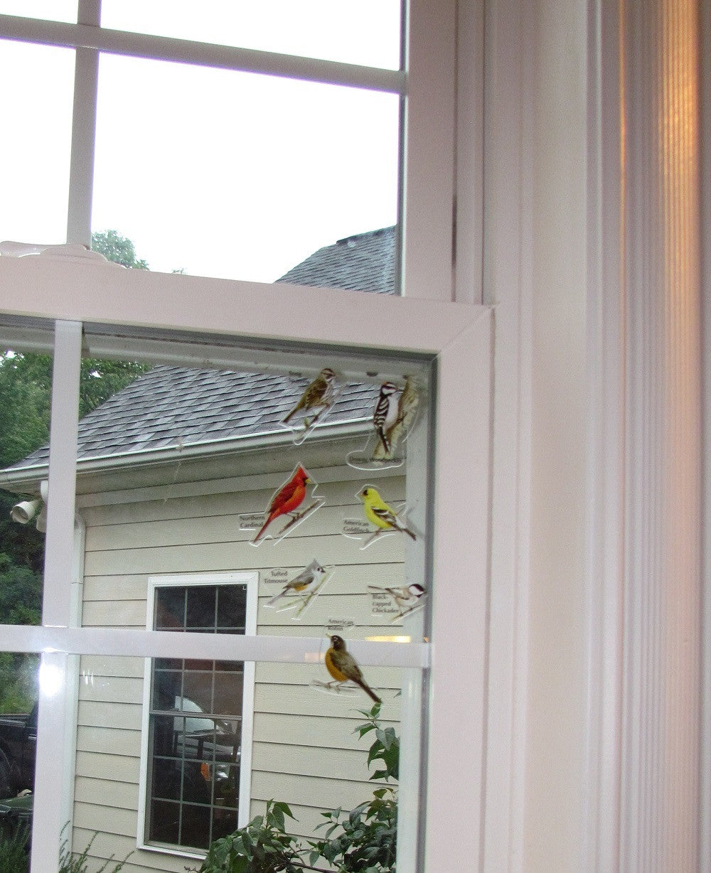 Birds iView Window Clings, 31 Eastern Backyard Birds – JCS Wildlife