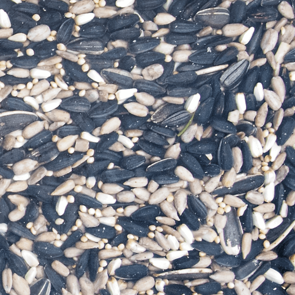 Premium mixed bird seed containing black oil sunflower seeds, white millet, sunflower chips, safflower, shelled peanuts, and striped sunflower seeds.