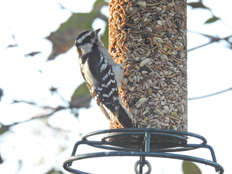 JCS Wildlife Woodpecker Blend Premium Bird Seed Small Cylinder, 2 lb