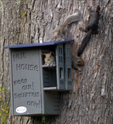 JCS  Wildlife Ultimate Squirrel House Nesting Box