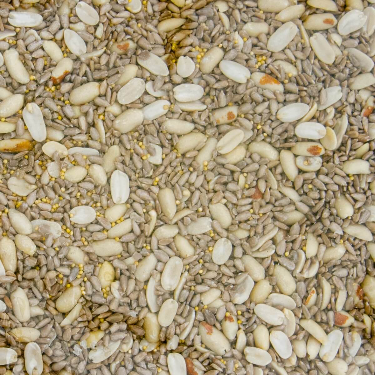 JCS Wildlife Shell Free 5lb Loose Seed Bag containing coarse sunflower chips, split peanuts, and hulled millet close-up shot