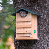 Ultimate Poly Screech Owl or Saw-Whet Owl House Nesting Box