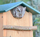 JCS Wildlife Cedar Screech Owl Nest Box with Poly Lumber Roof