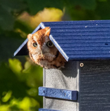 JCS Wildlife Cedar Screech Owl Nest Box with Poly Lumber Roof