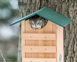 JCS Wildlife Cedar Screech Owl Nest Box with Poly Lumber Roof