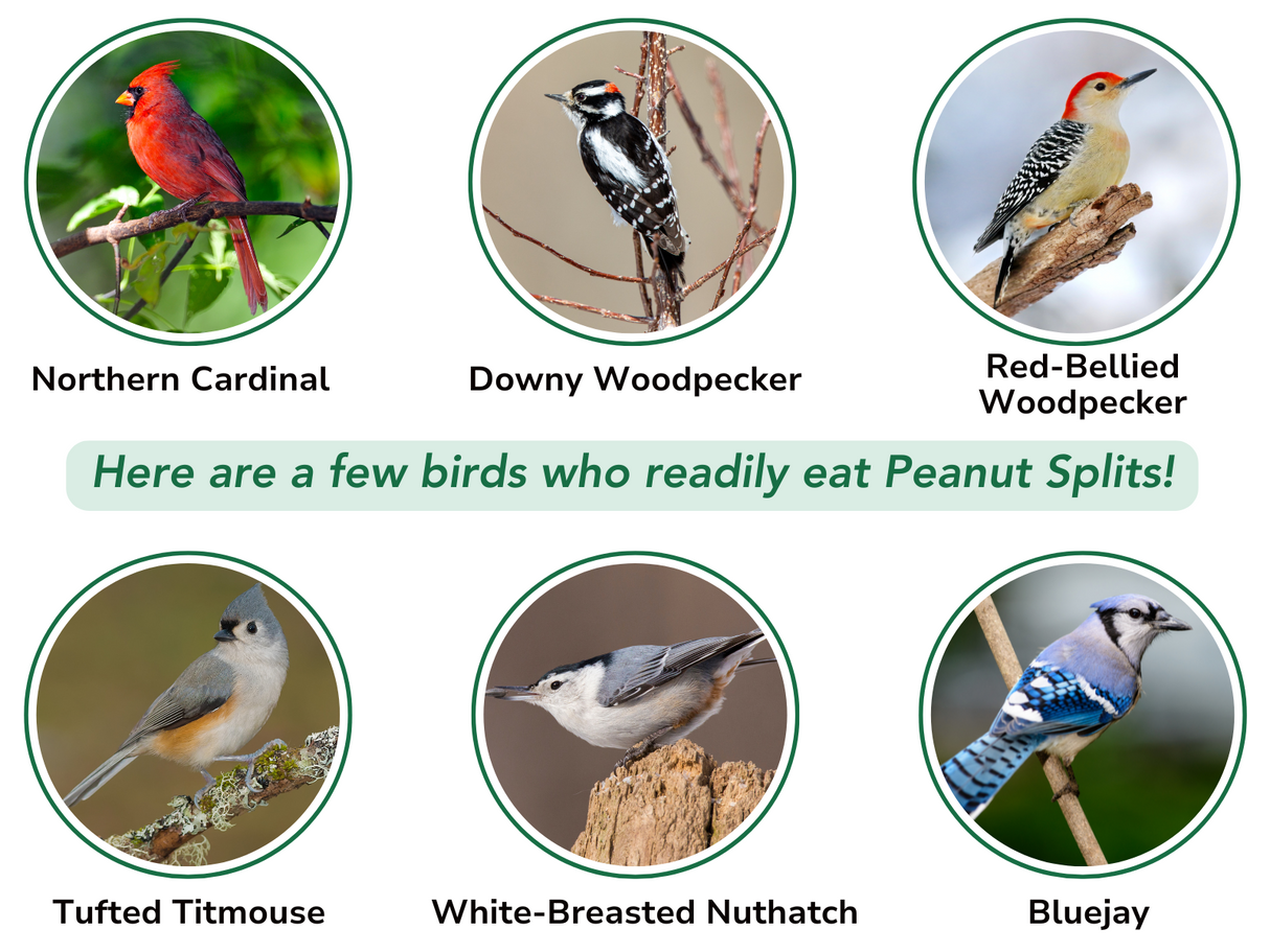 JCS Wildlife 20 Pound Peanut Splits
