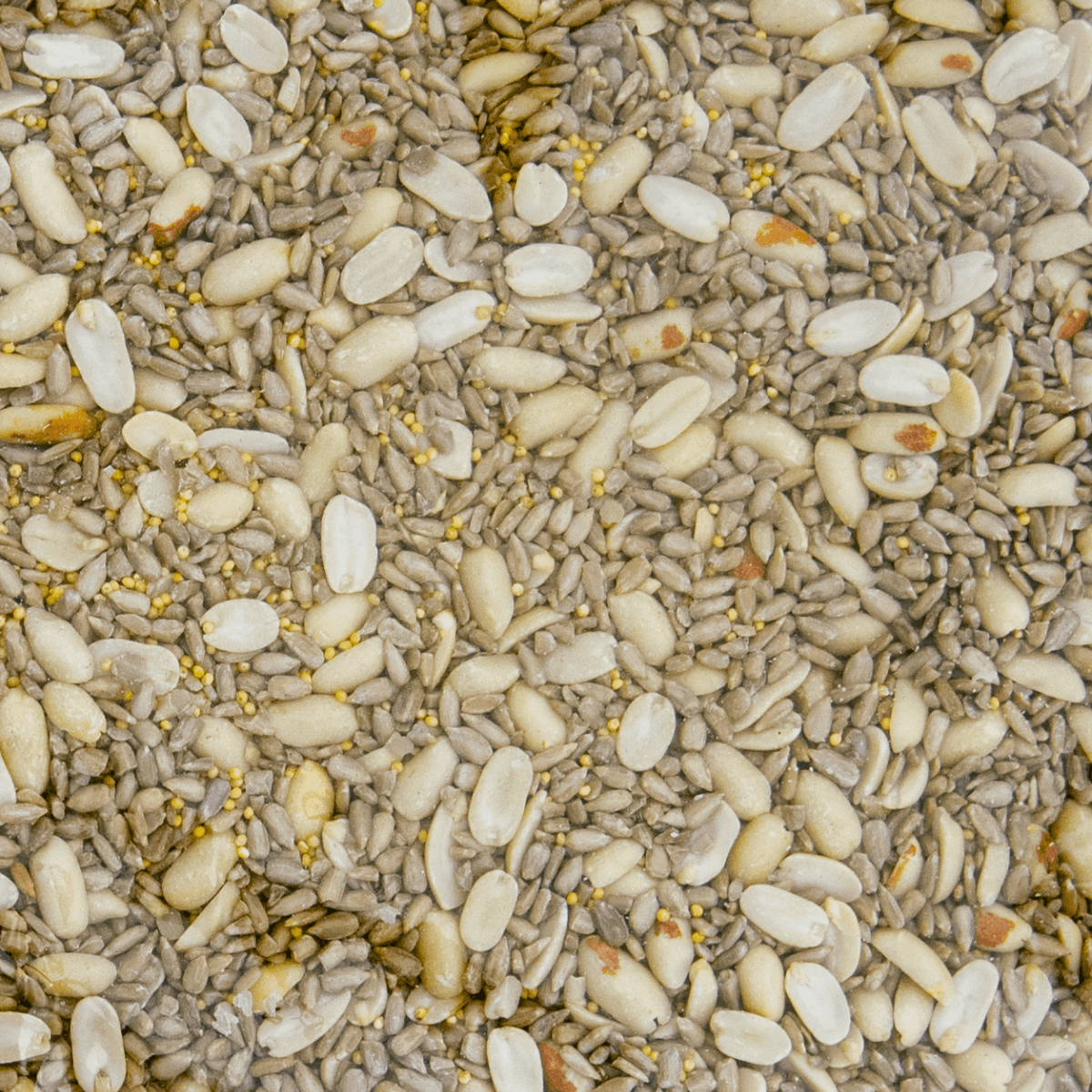 Close-up view of JCS Wildlife Shell Free 20lb Loose Seed Bag mix including sunflower chips, split peanuts, and hulled millet.