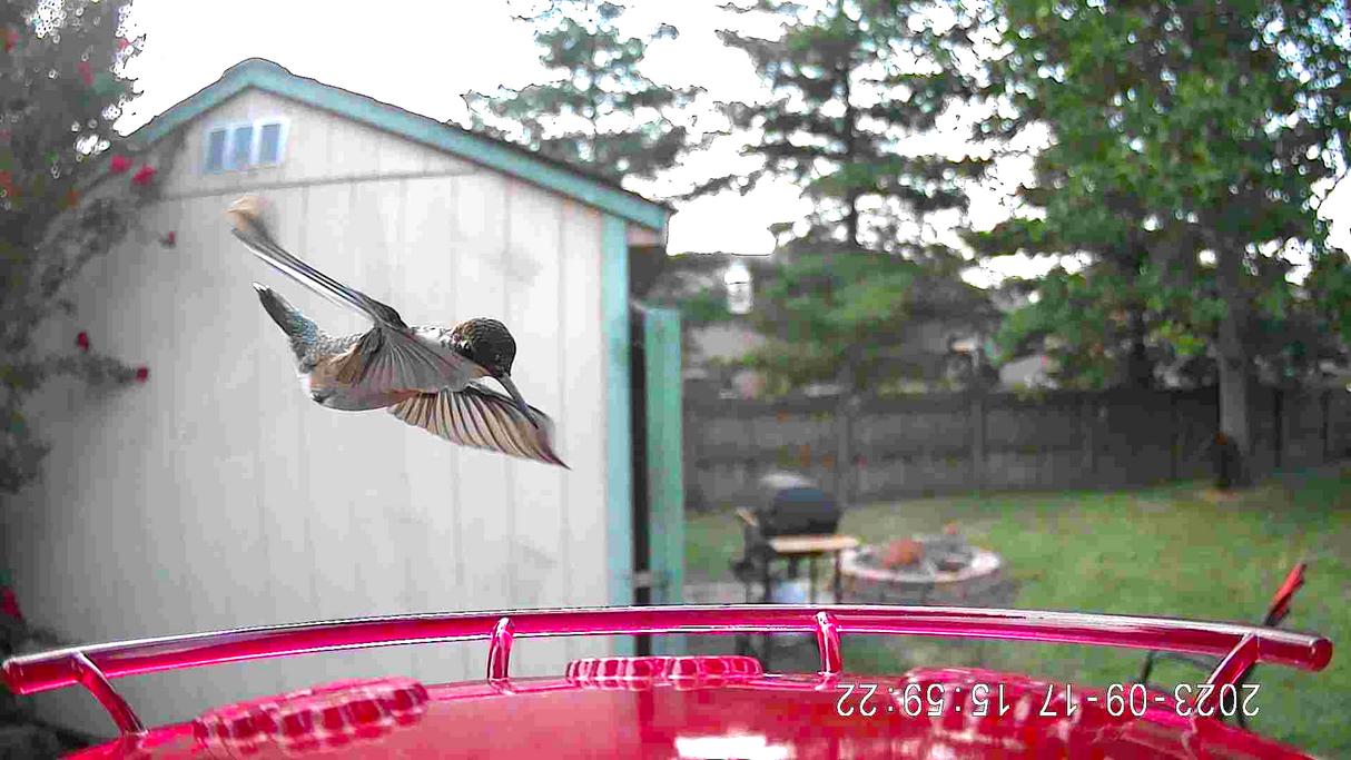 JCS Wildlife Smart 2-in-1 Hummingbird Feeder