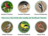 What birds use JCS Wildlife Squirrel Stopper Sunflower Hearts 10lbs Loose Seed 