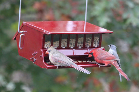 Audubon Bird's Choice bird Feeder Squirrel Proof Red Woodlink Delight 7512 - JCS Wildlife