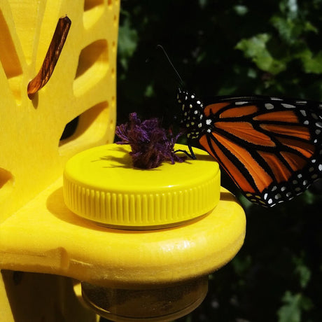JCS Wildlife Double Nectar DOTS Hanging Butterfly Feeder - JCS Wildlife