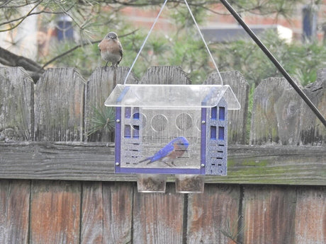 JCS Wildlife Enclosed Bluebird Feeder 2.0 with bluebirds feeding, designed to deter larger birds.