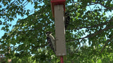 JCS Wildlife Recycled Double Suet Feeder Bird Feeder with Tail Prop - JCS Wildlife