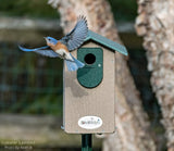 JCS Wildlife Ultimate Bluebird House - Mounting Pole Bundles Available! - JCS Wildlife