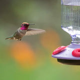 Perky-Pet Lavender Field Top-Fill Glass Hummingbird Feeder 16 oz - JCS Wildlife